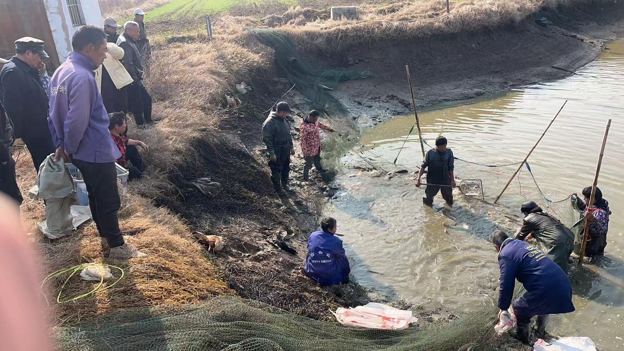 我知有多久. 沒有见过了

咱村里的河沟清塘捕鱼啦！
岸边围满了看热闹的乡亲，