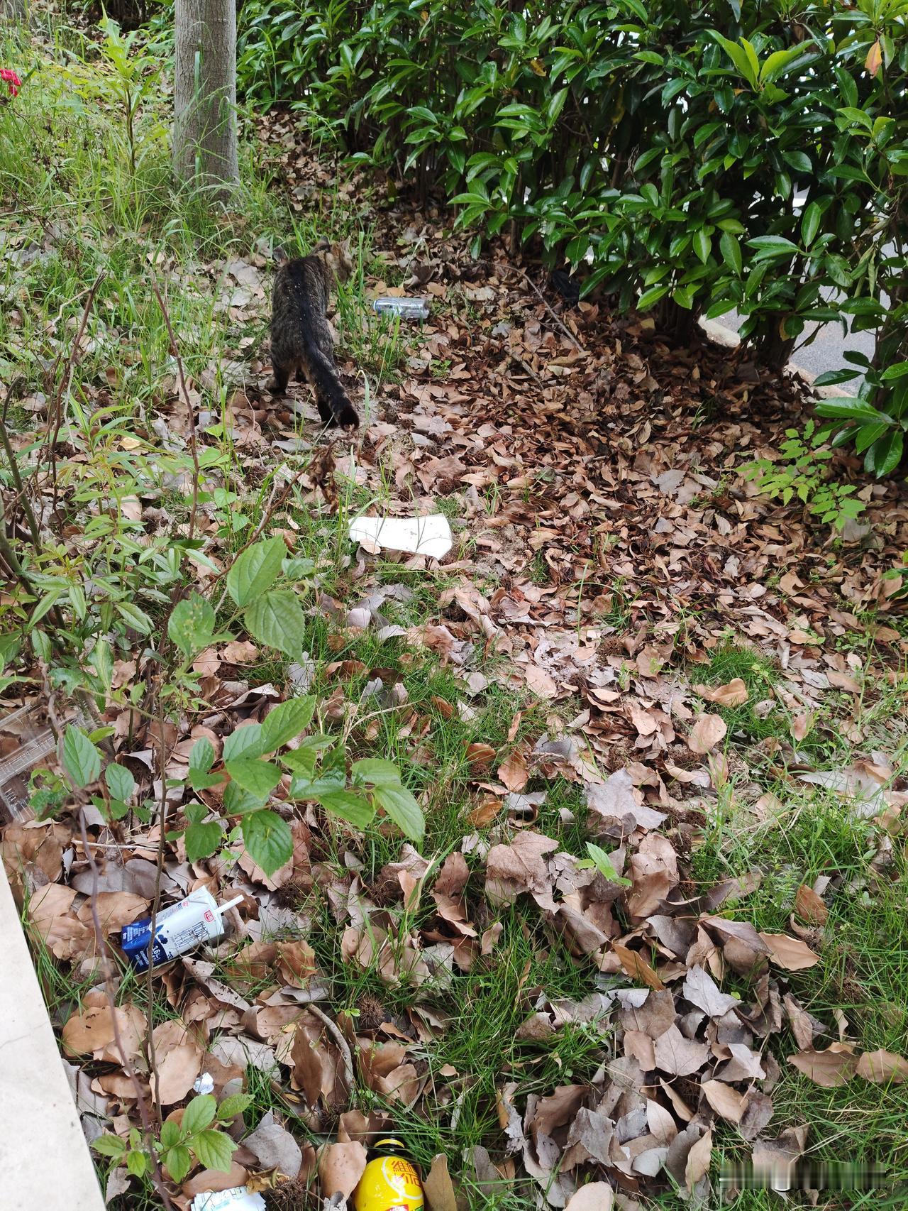 我瞧见一只流浪猫在小区里啃草，不禁心生好奇：猫是否和狗狗一样，生病时会自行寻觅草