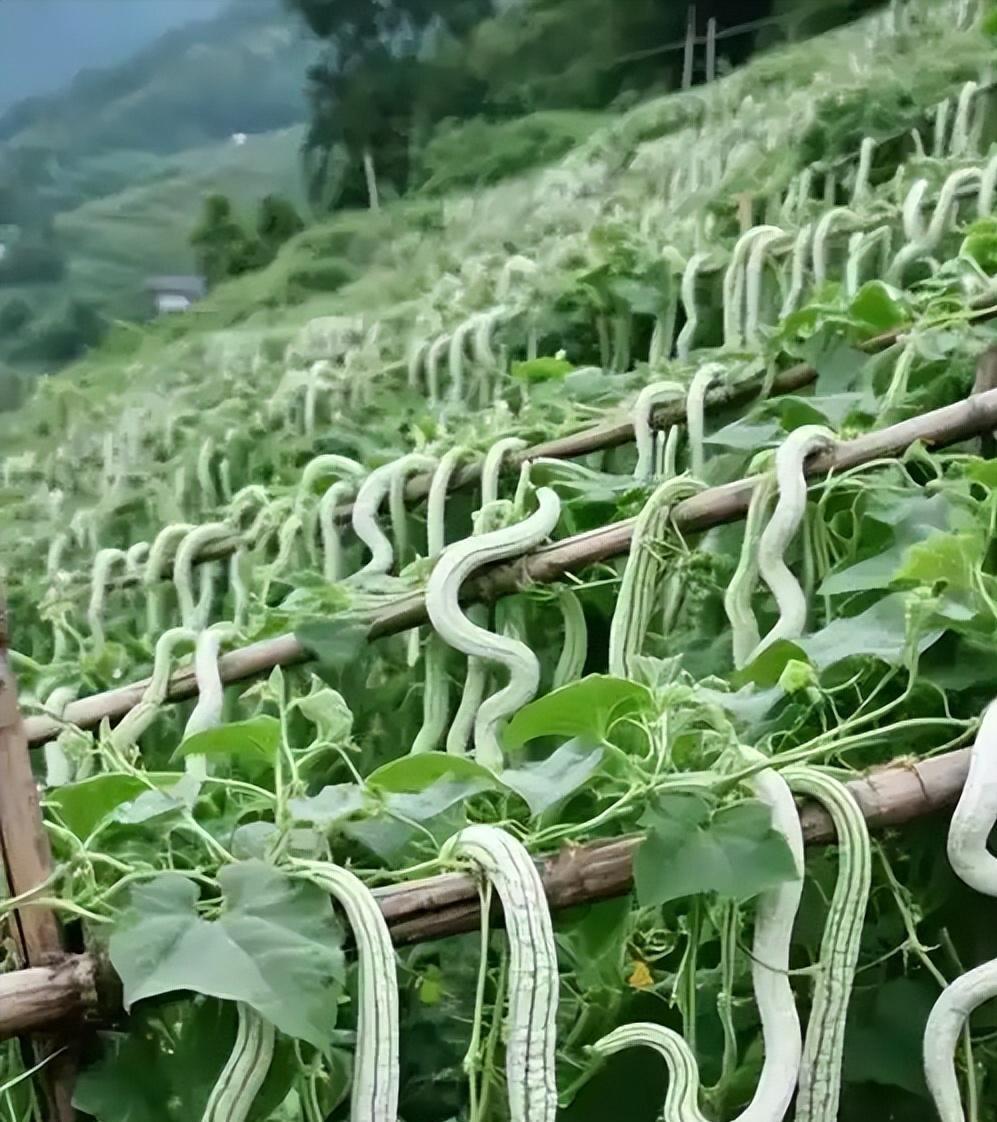 印度来的瓜菜凭啥总在中国打不开市场？这事儿啊，蛇瓜最有发言权。这瓜原产印度，身条