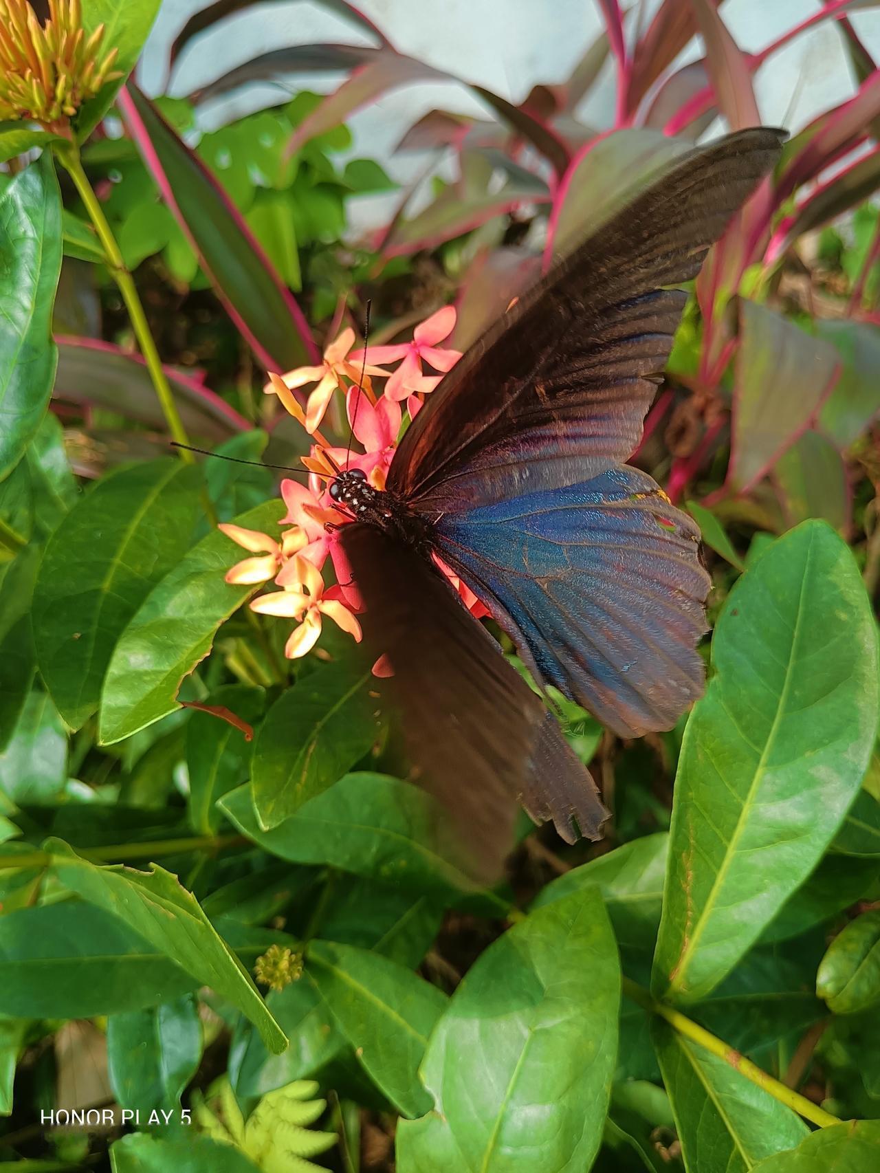 雨过池塘清影秀
卿乘画舫碧空明