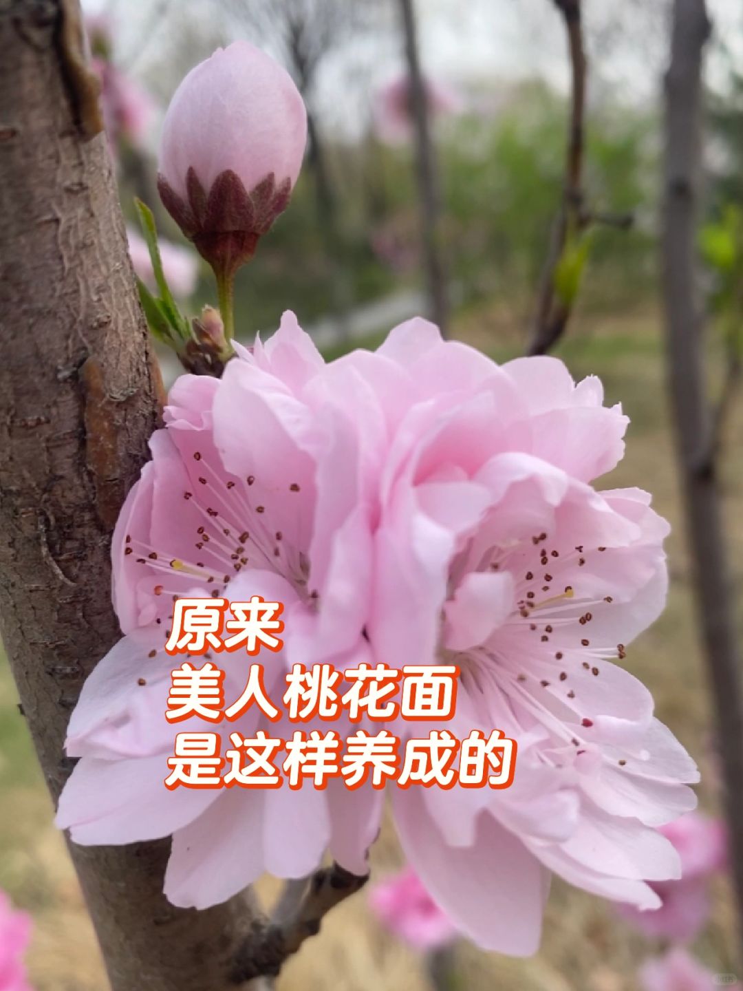 这篇教你养成干净的桃花面