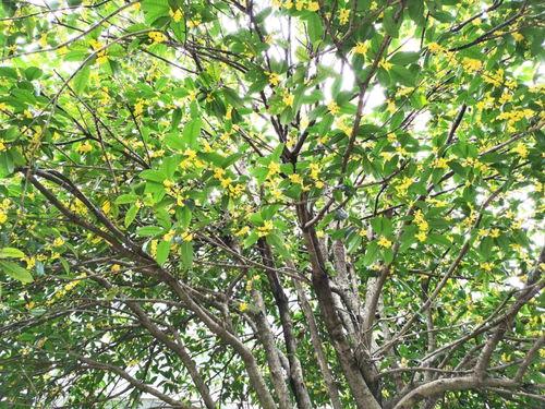 人生还有多少个中秋月圆夜？

昨晚做一梦，帮助某高科技总裁渡过劫难，总裁为了感谢