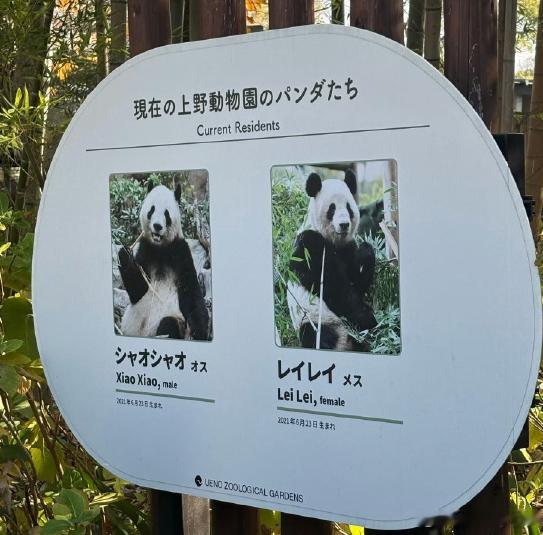 日本将不再有大熊猫没有最好，接回来好好享福，这几年国宝在外面多受罪啊！ 