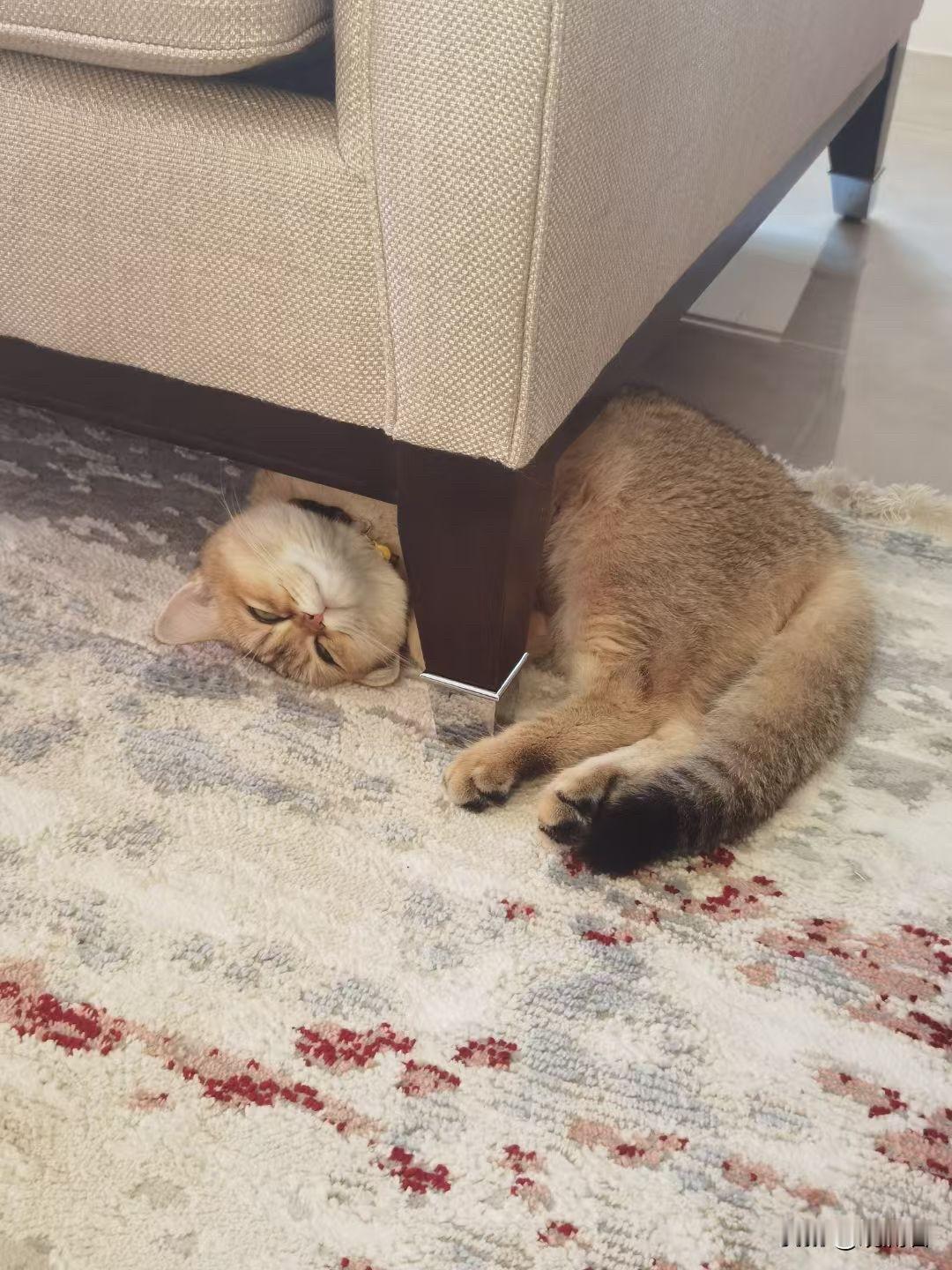 敢不敢晒晒你家猫咪睡觉姿势