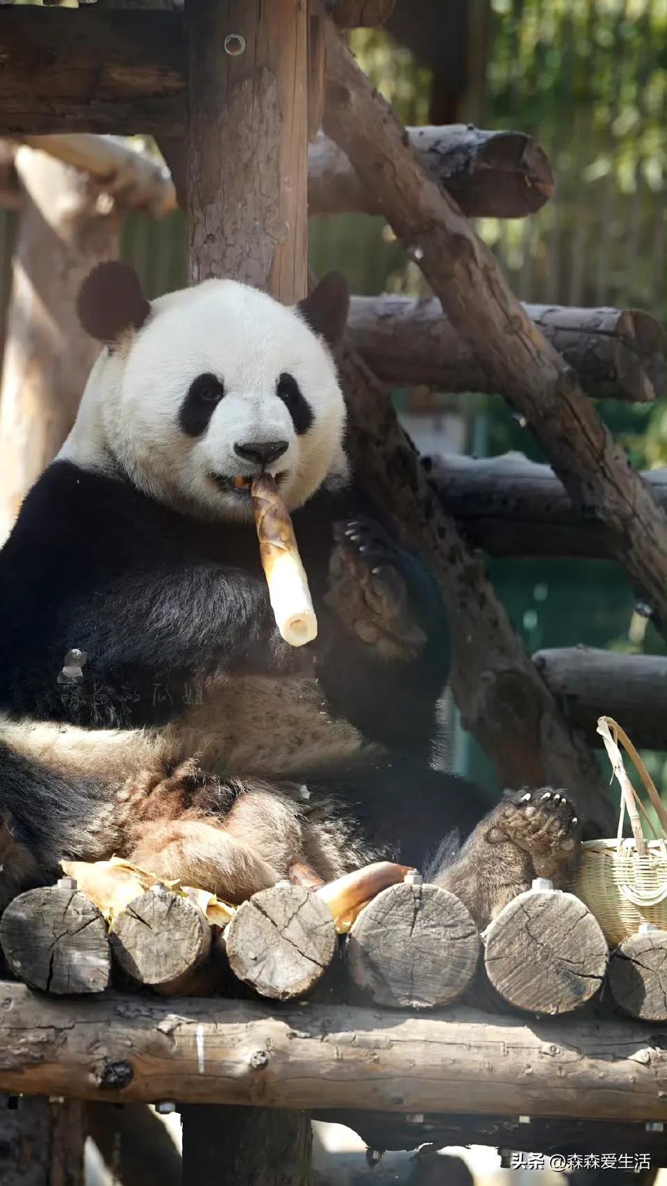 博主说谁给萌兰点个火。我回头一看，对哦，萌兰，这似乎真的在抽烟呢？

萌兰大了，