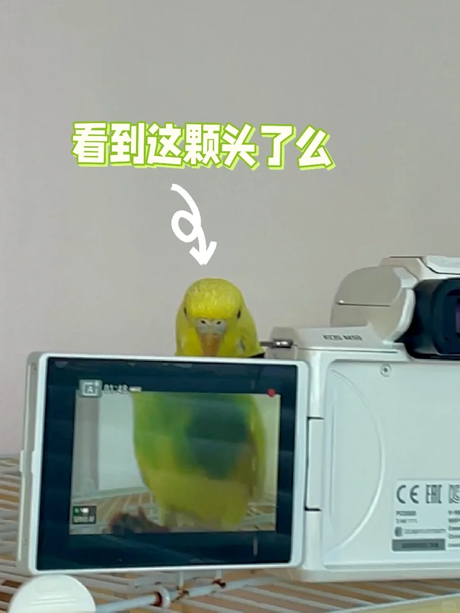 （礼貌敲门）有小鸟在家嘛✨