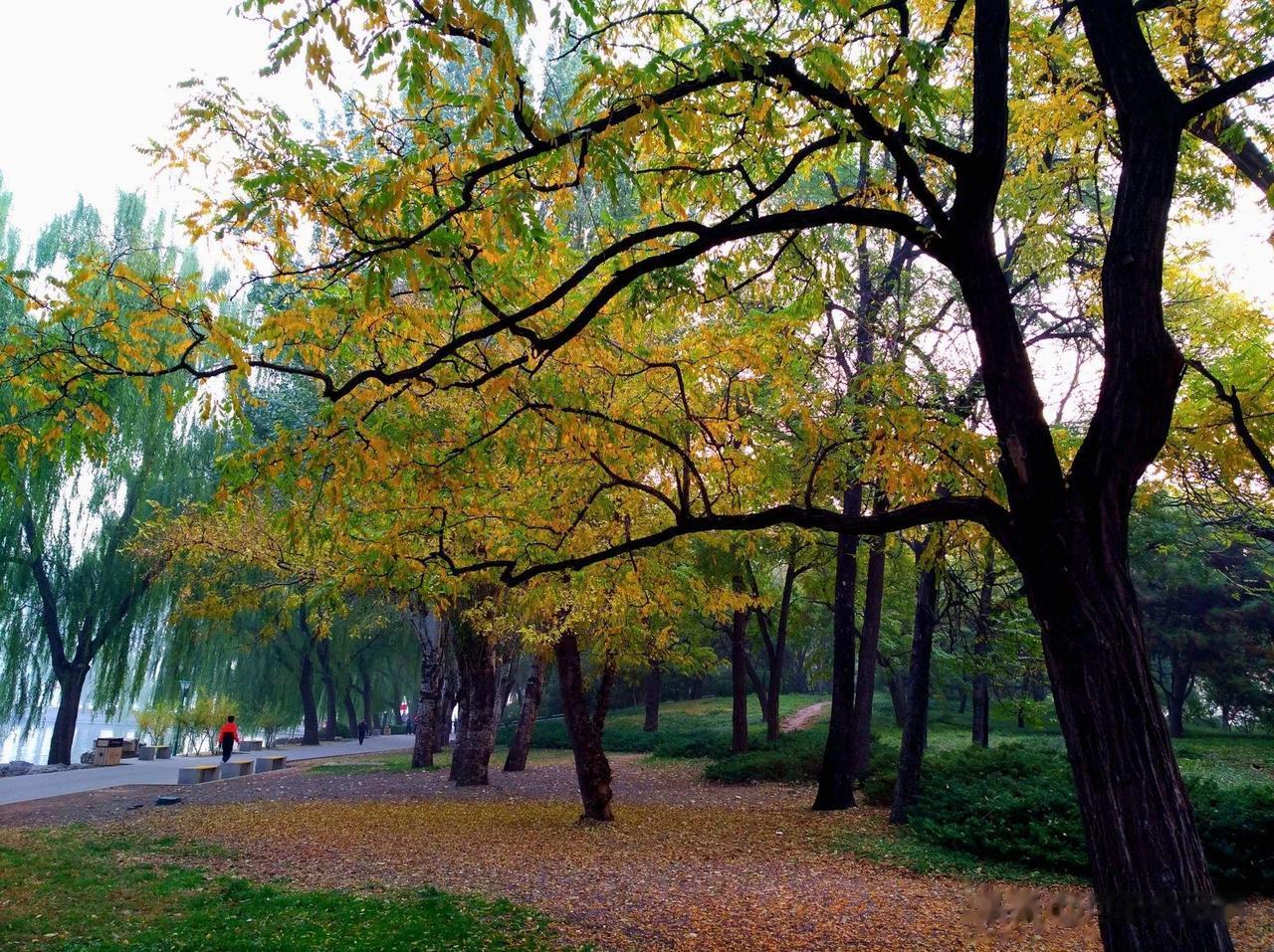 秋天槐树灿黄的叶子铺满街巷，便成了京城秋天最美的画面。每逢微风吹过槐花纷落如雨时