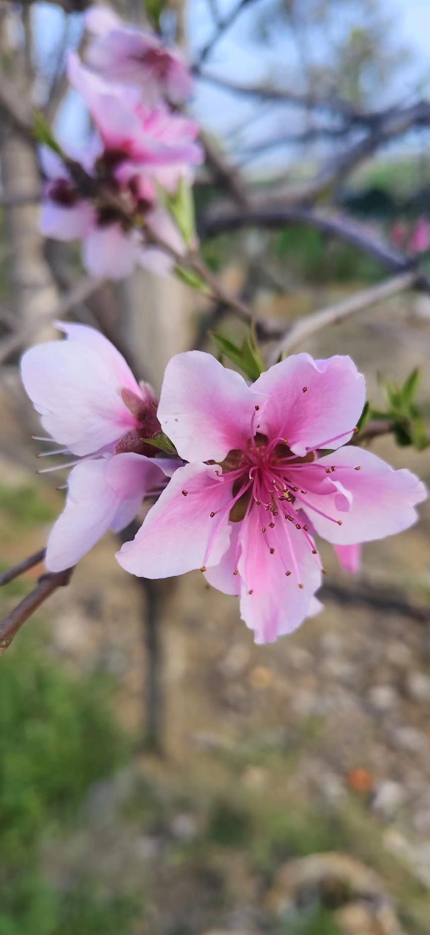 发一张你相册最近拍的花这张图片是用手机随手拍摄于漯河市公园内的杏花。