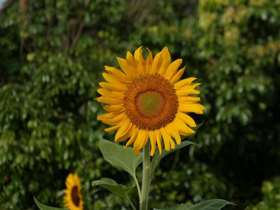 广州黄埔长岭现代农业公园的向日葵🌻开的正是最旺的时期向日葵向日葵 松下ZS99