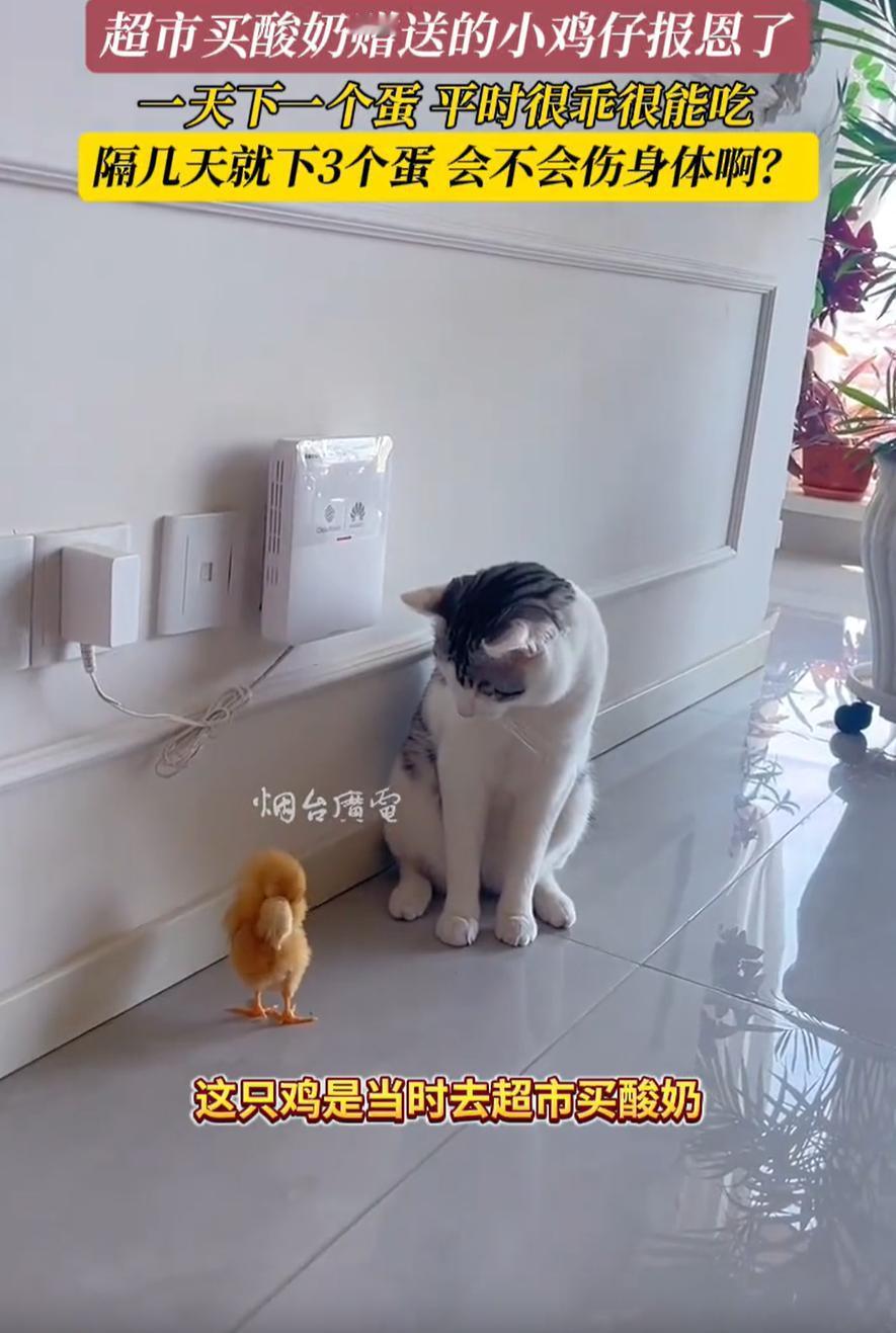 山东青岛，女子去超市买酸奶时，被赠送了一只小鸡仔，万万没想到，养了几个月后发现竟