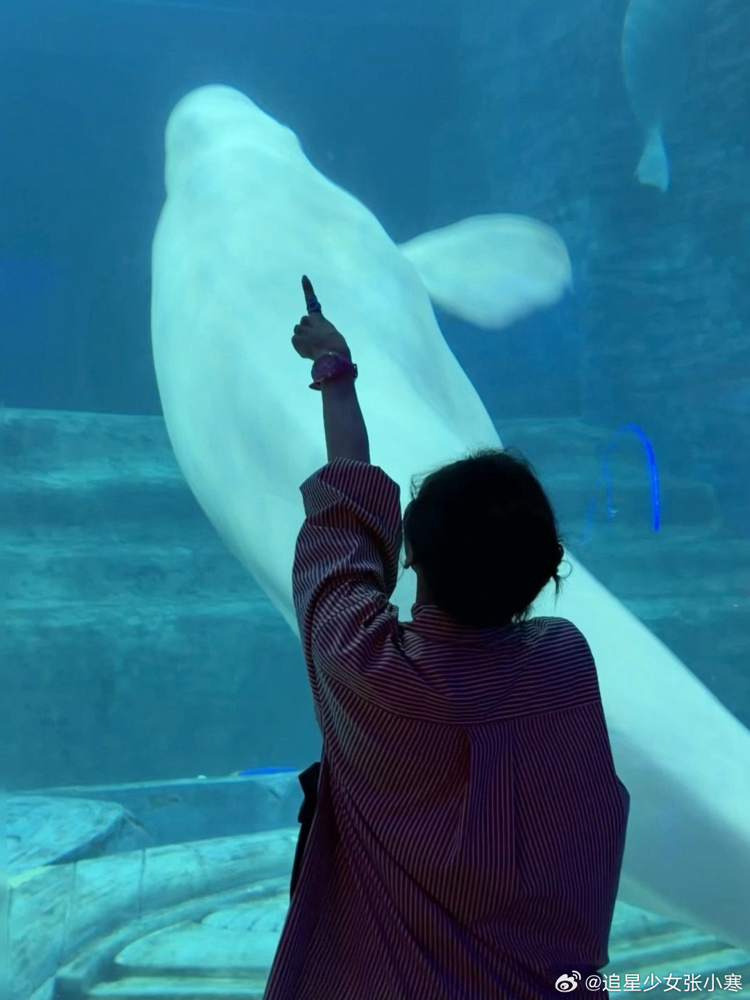 张柏芝定格幸福时刻白鲸都忍不住和张柏芝贴贴 张柏芝的三亚plog太治愈了，对着白