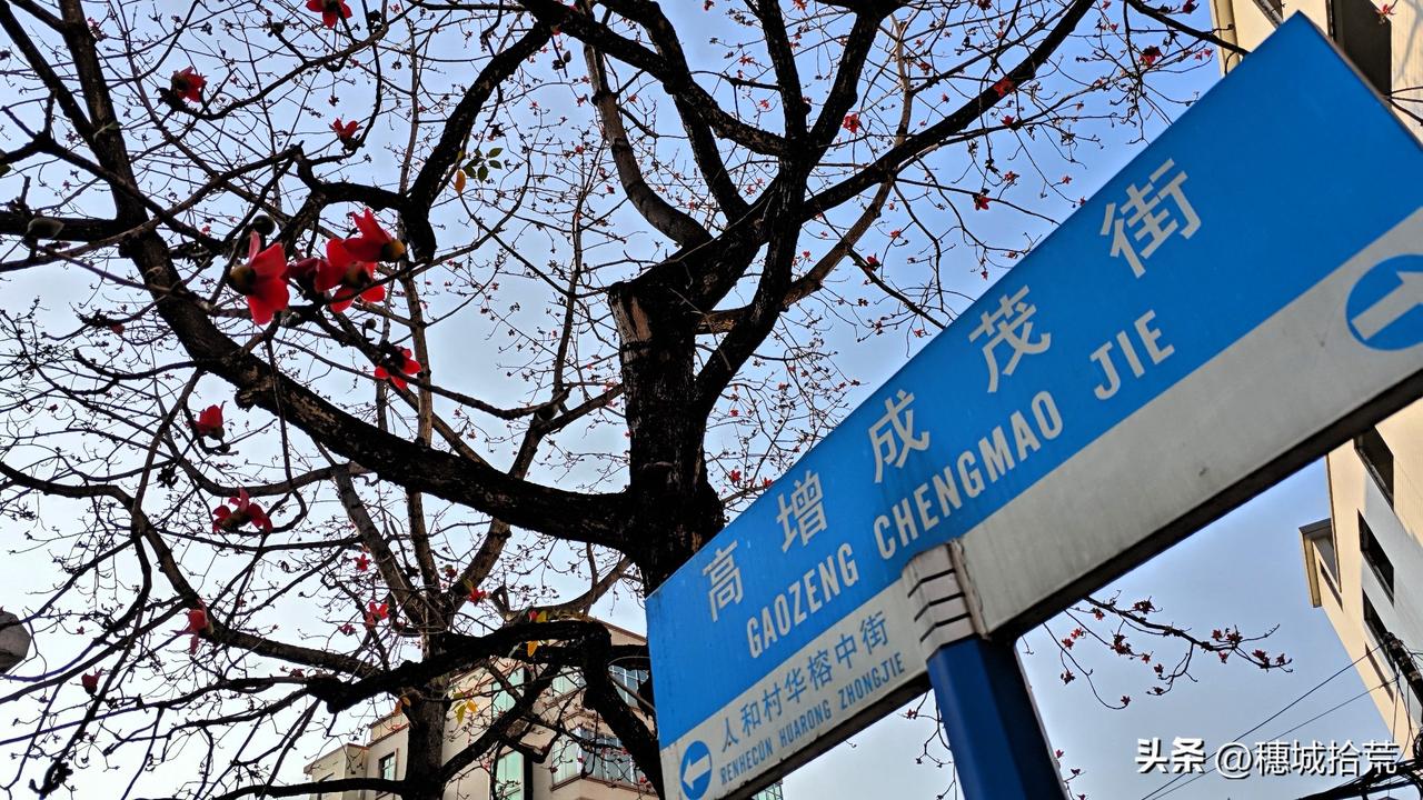 这大概是最后一次，与高增成茂街里的两棵大木棉见面。今天见面时，木棉花已大部分凋零
