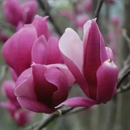 岁月缓缓前行，春风漫过人间烟火，温柔铺满山川草木。自古人间偏爱写春，一字春光，藏