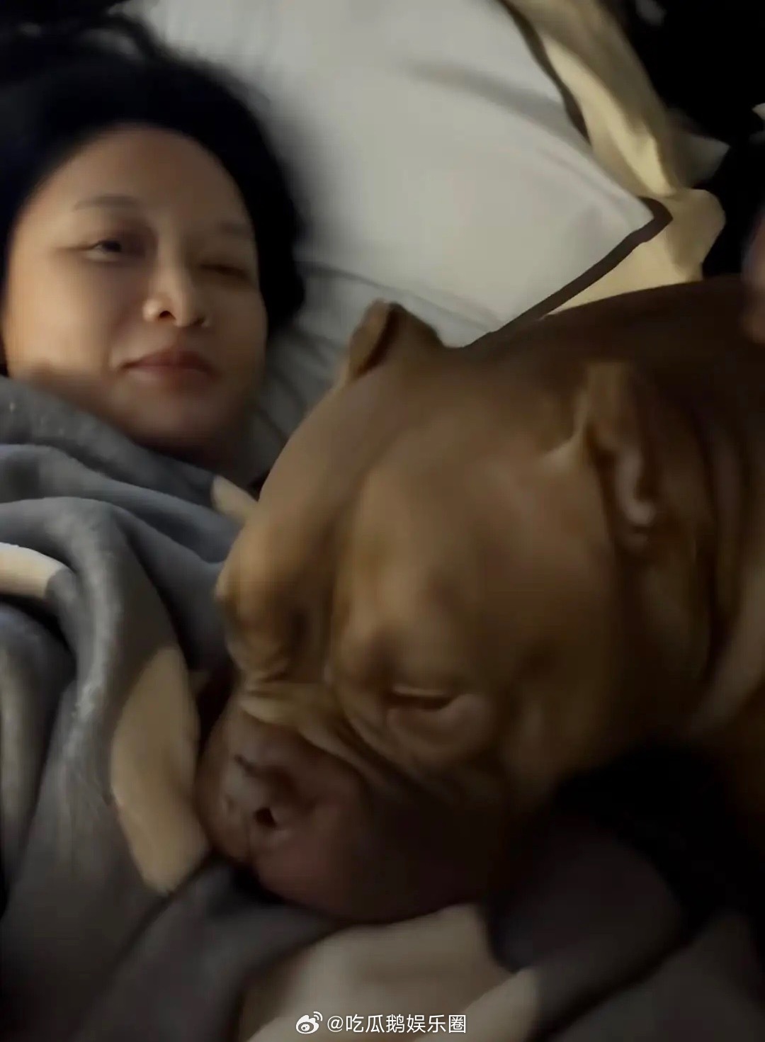 陈乔恩和老公艾伦结婚4年没要孩子，她午休抱着家里养的狗睡觉，称呼小狗是“宝宝”，
