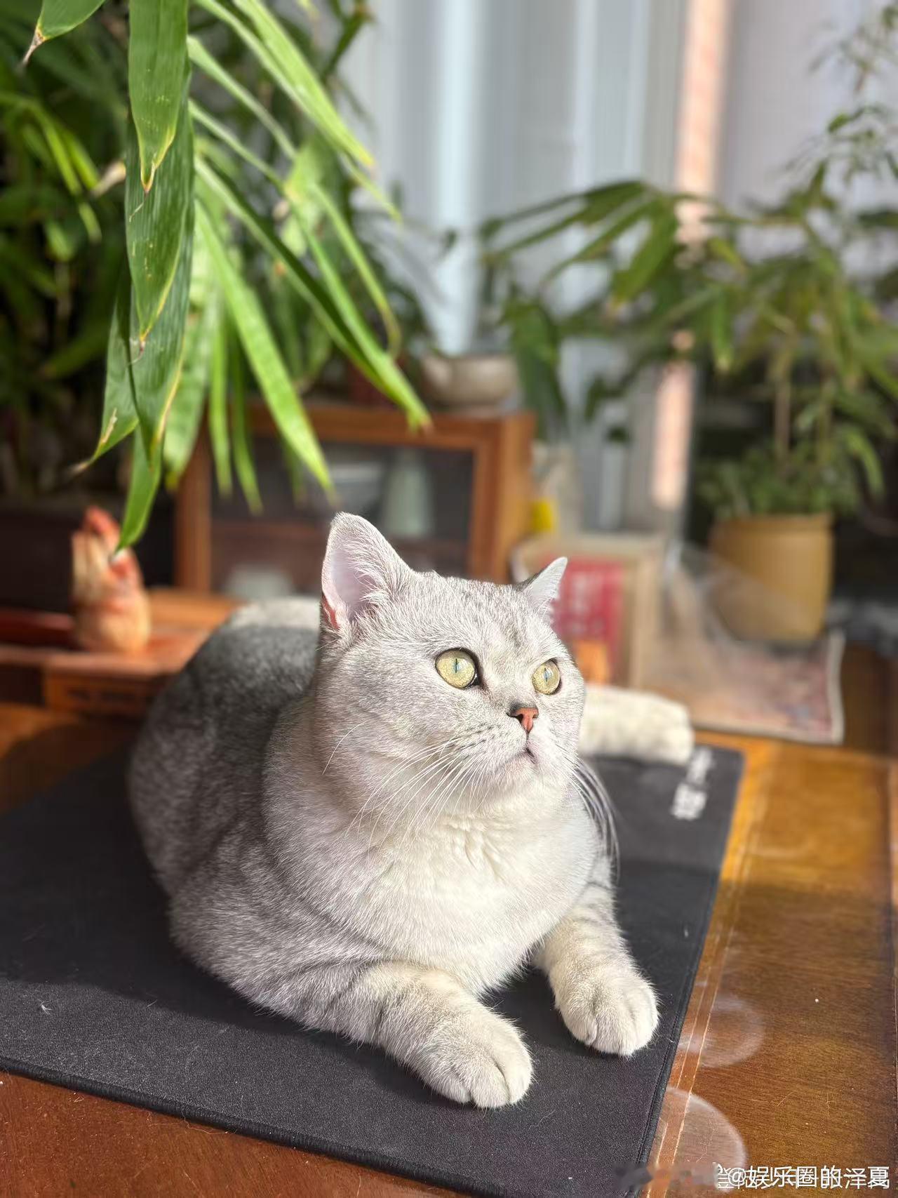 张泽禹拍的复制粘贴 张泽禹给猫拍照也太专一了，张张都是复制粘贴的效果，小猫被养得