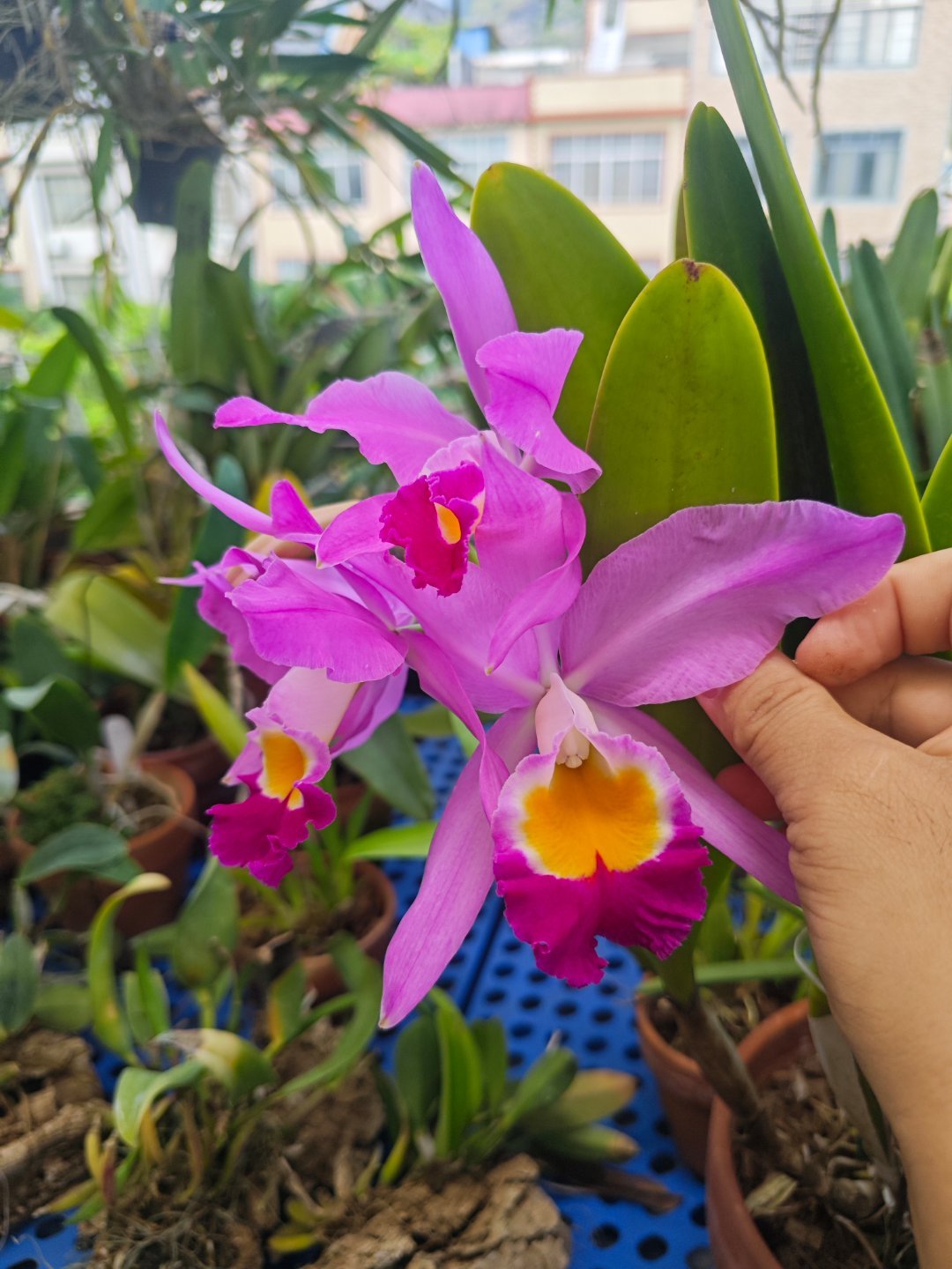 爱多拉多/沃利斯卡特兰 C.wallisii （= C. eldorado 爱多
