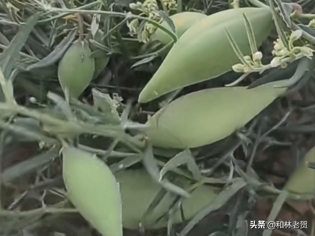 今天下地碰到了这个东西，摘了几个尝了尝，还是小时候的味道。
我们当地叫它“沙奶奶