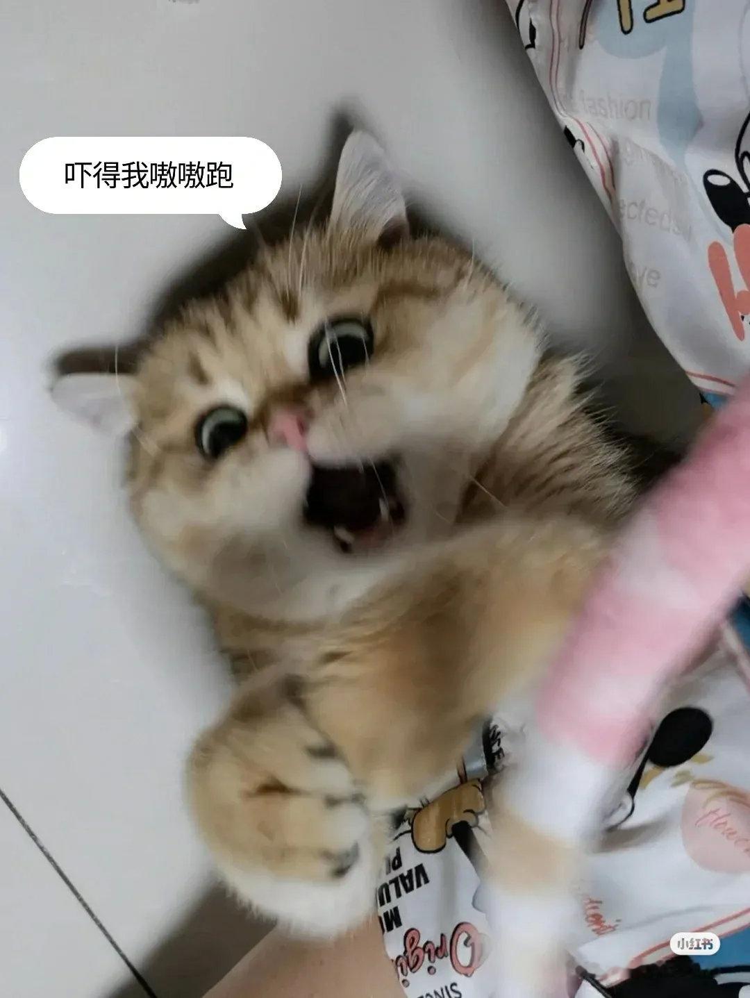 像极了放学抱着妈妈讲故事的小学生！