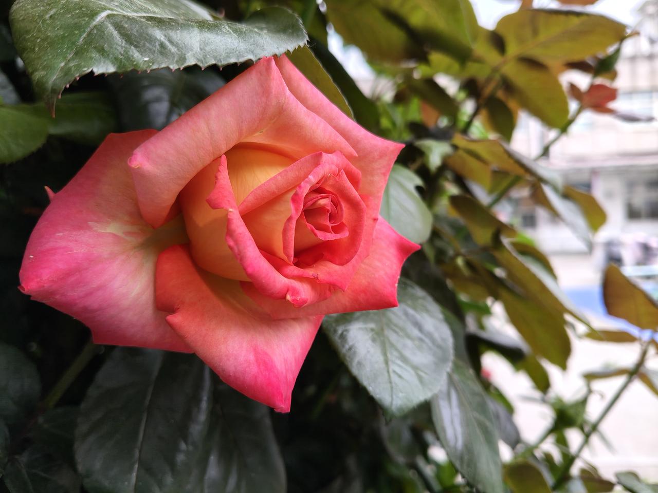 昨天还是一支偷偷地绽放，今天已是花蕾遍布了！
    大大小小的花蕾，用不几天就