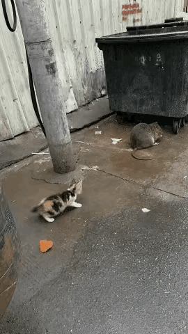老鼠：有没有搞错呀，这个小奶猫也来掺合一下？
