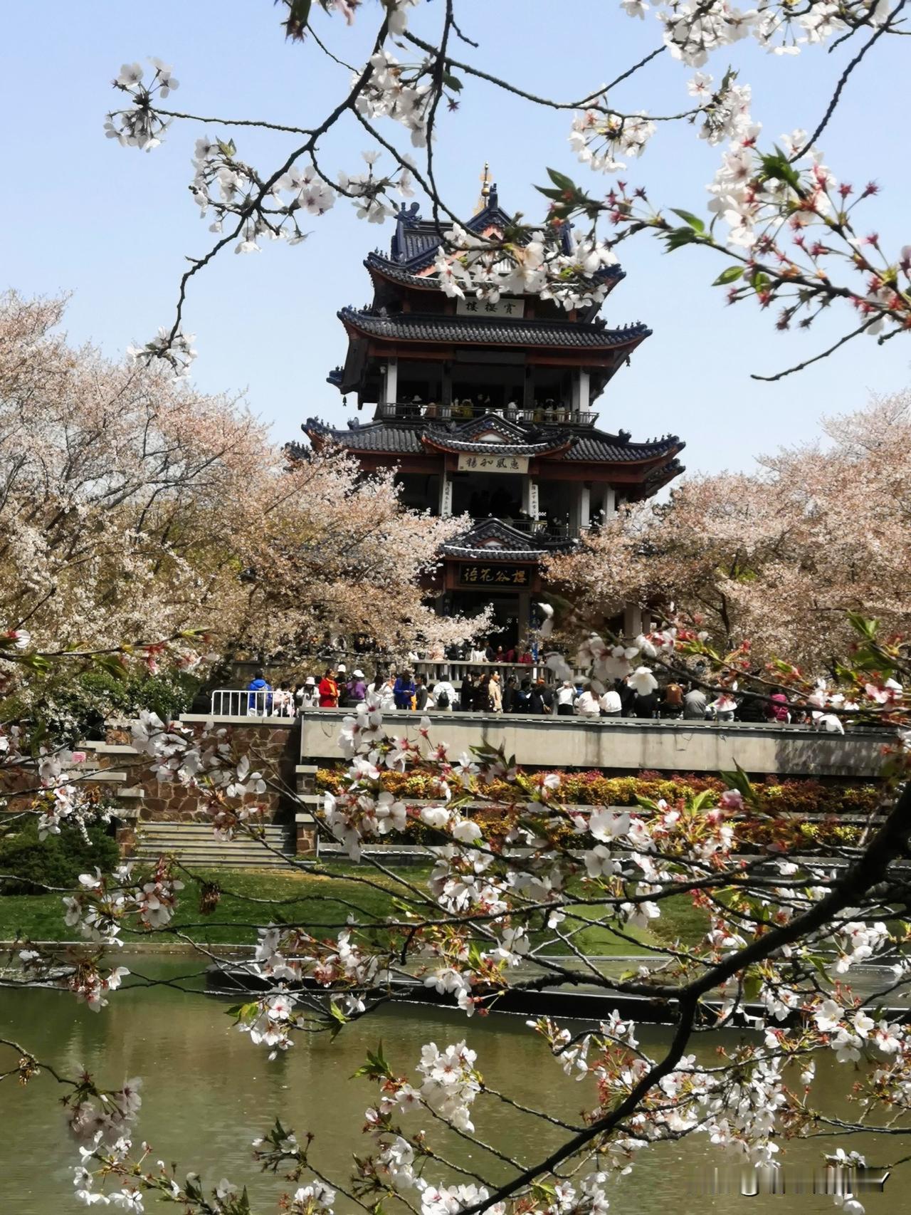 无锡马拉松49万人报名！樱花季订房避坑指南！（2026年3月）

2026年无锡