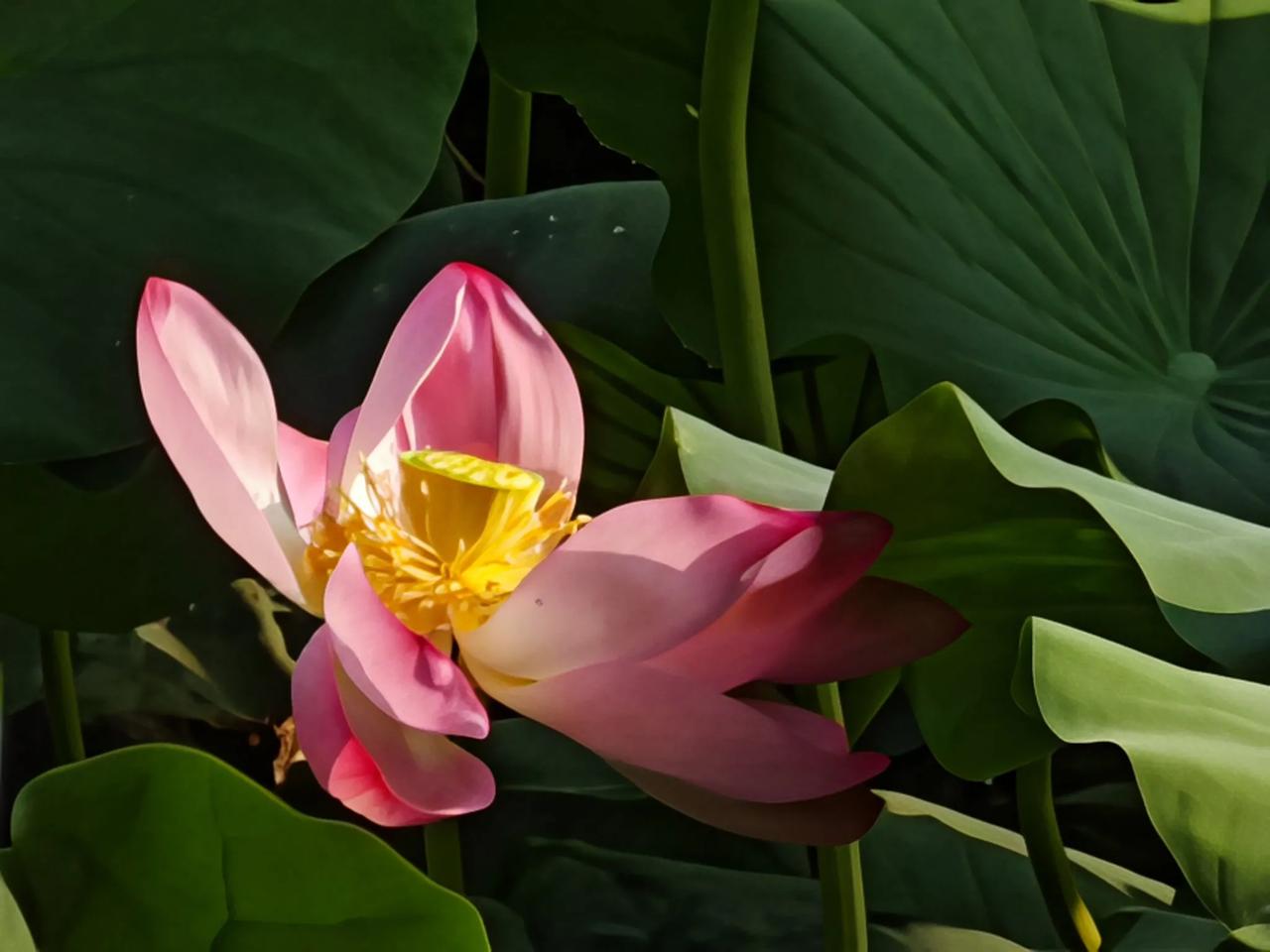 #上联：昨夜清风梳绿柳，如何对下联#今朝细雨润红花