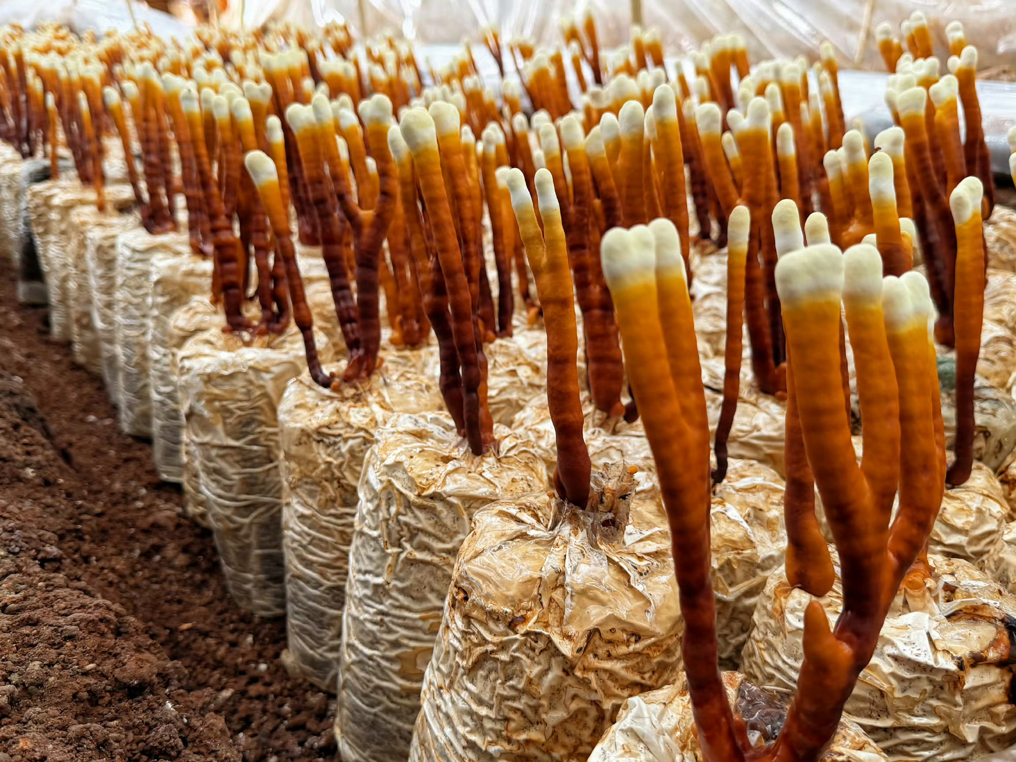 七七啊咱第四季真要走出国门啊