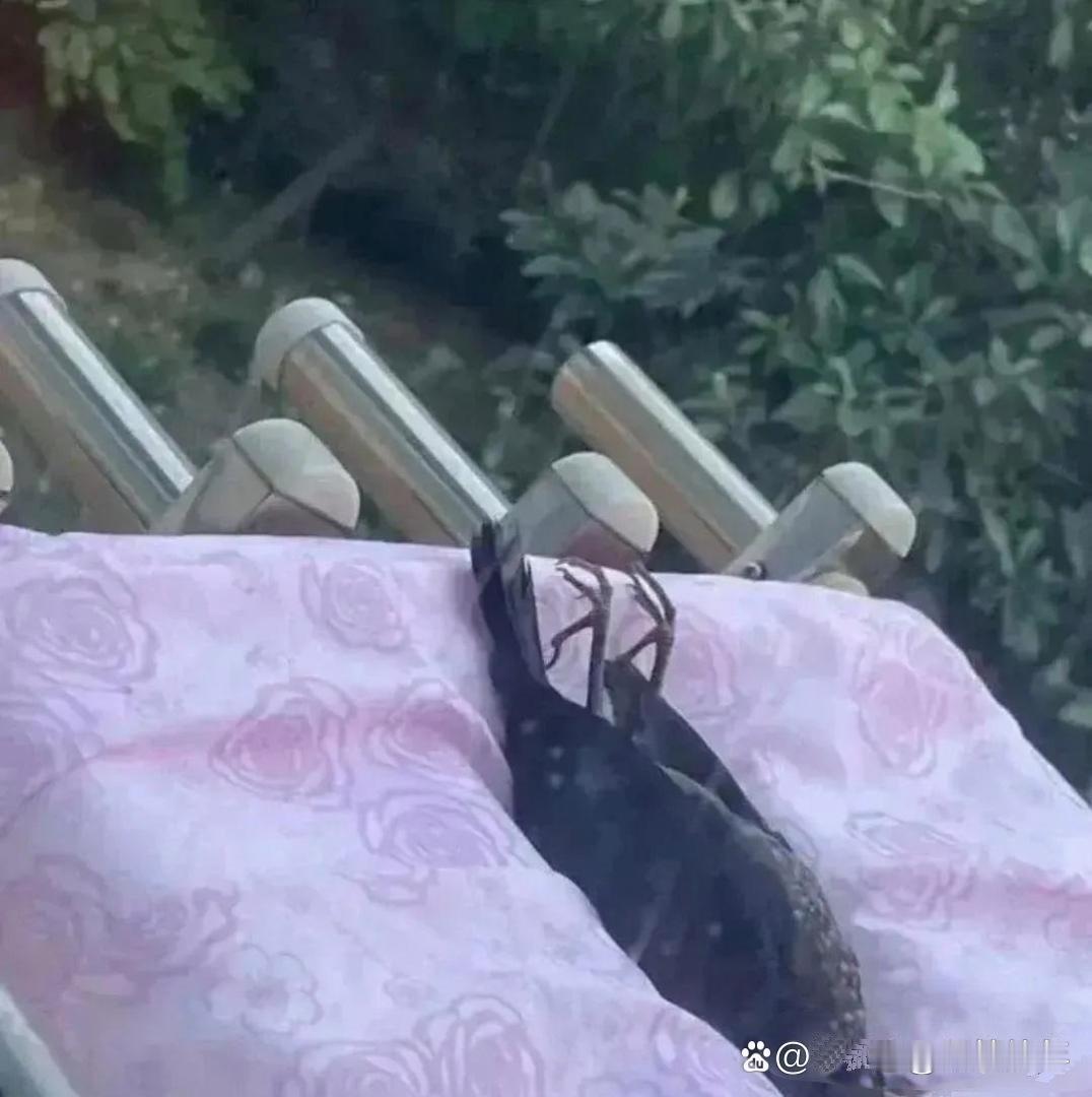 晾晒被子收到了大自然的晚餐 ​​​