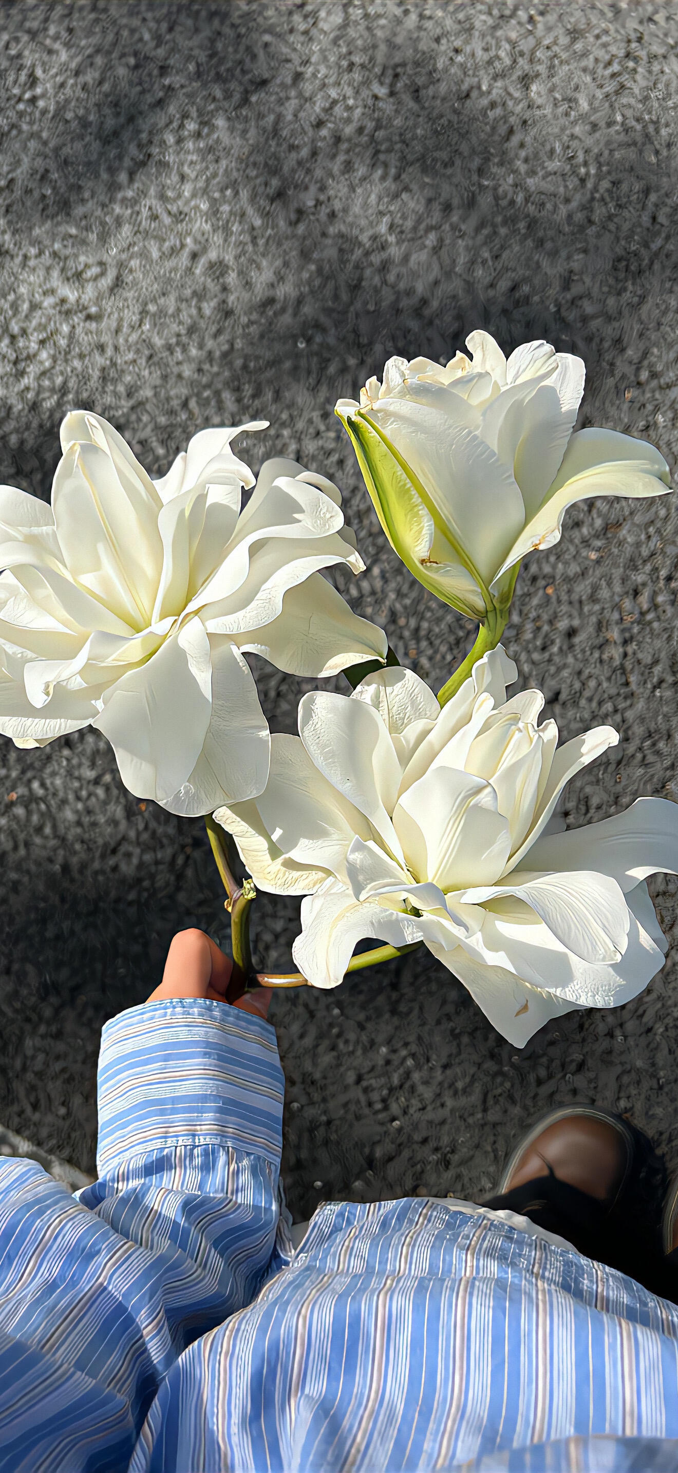 百合花壁纸 