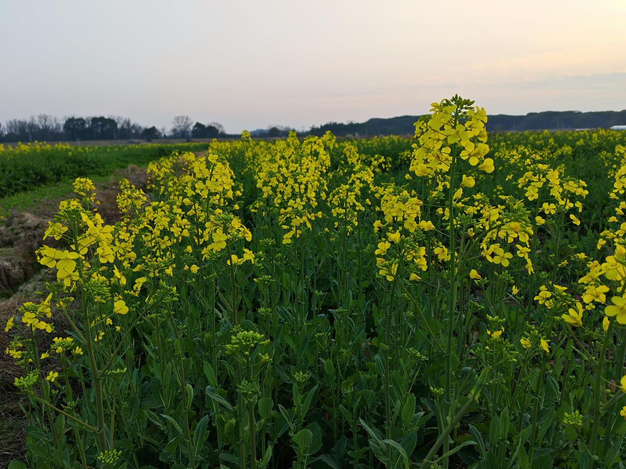 今日分享随手拍照片