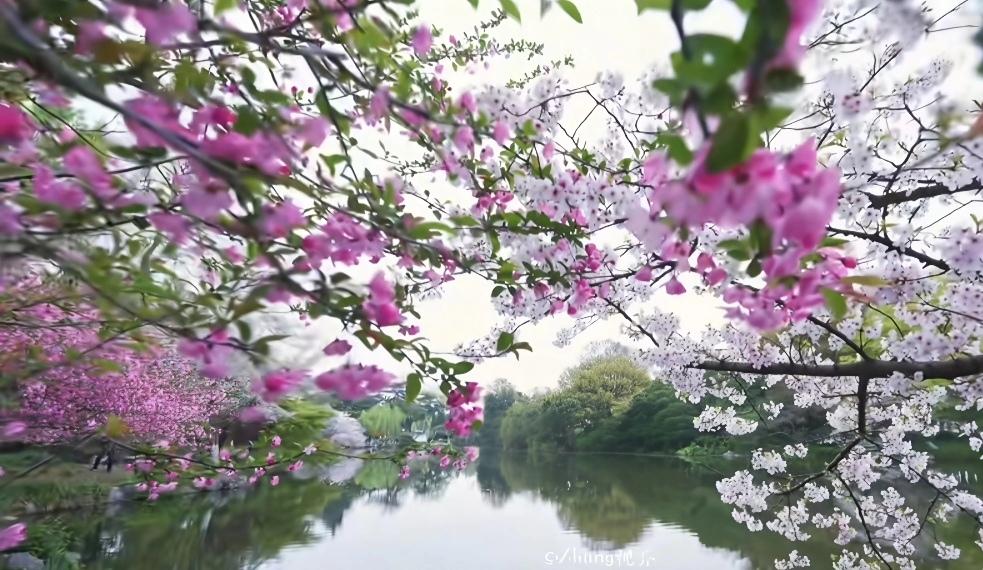 今天路过湖边直接被美到走不动道！
左边粉嘟嘟的海棠开得热热闹闹，右边白花花的花枝