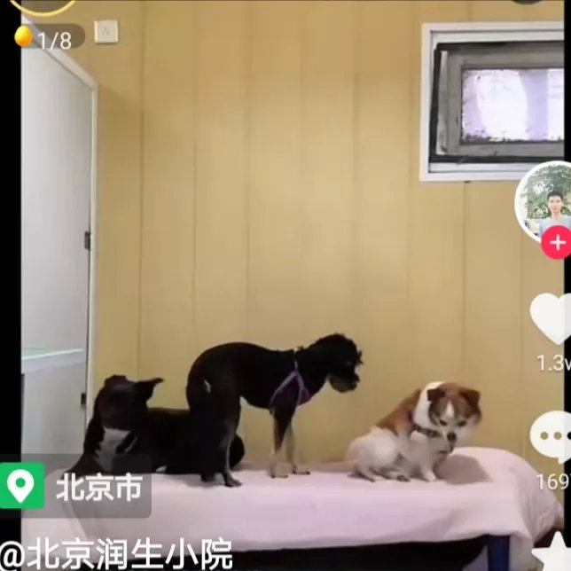 这是北京宠物方舱的第一批住客，环境干净整洁，舒适，宠物们在那里生活得很好，宠物主