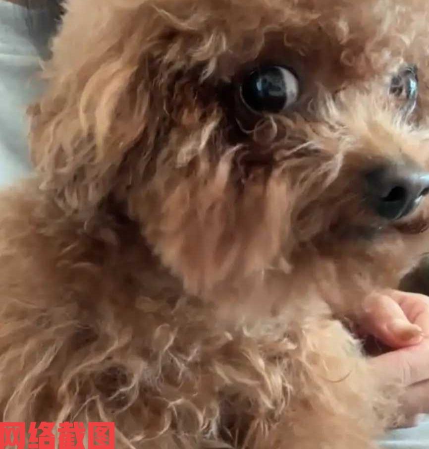 有女子有两只狗狗却带其中一只遛弯。

当女子遛弯回家后，看到留在家里的另一只小泰