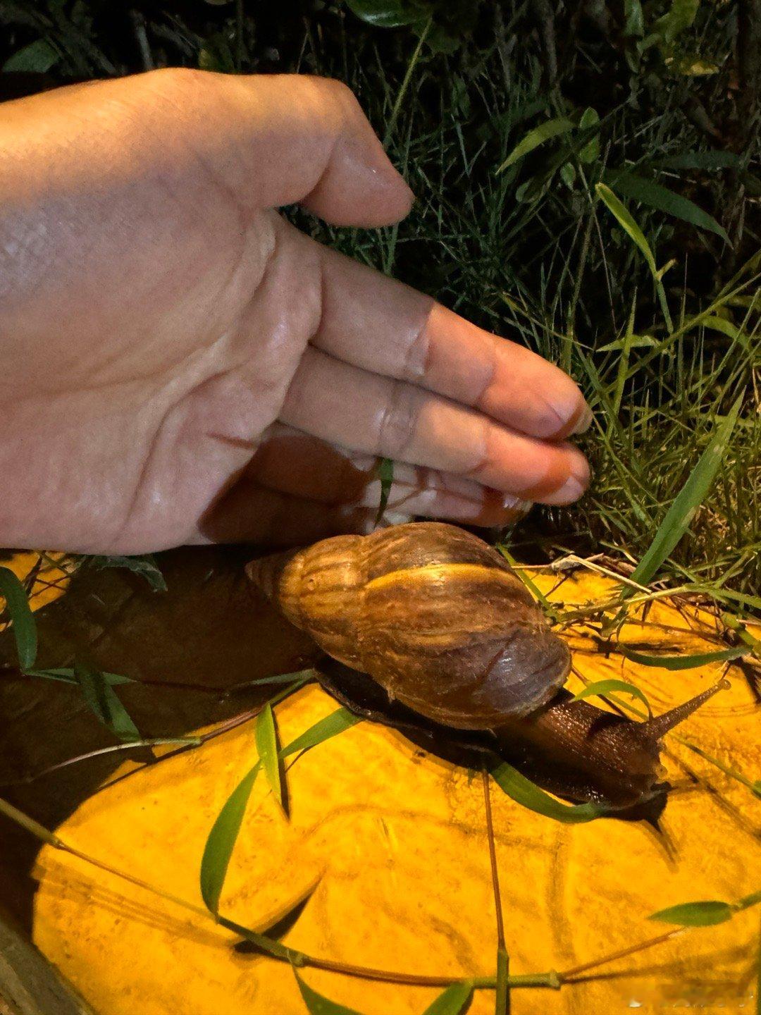 小区偶遇的蜗牛🐌，这个头有点夸张。感觉三个就能炒一盘，这是啥品种呢？有知道的吗