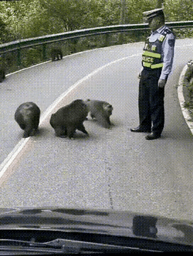 猴哥：平时，所有的车辆都要听你指挥，简直目中无猴，没听说“山上无老虎，猴子充大王