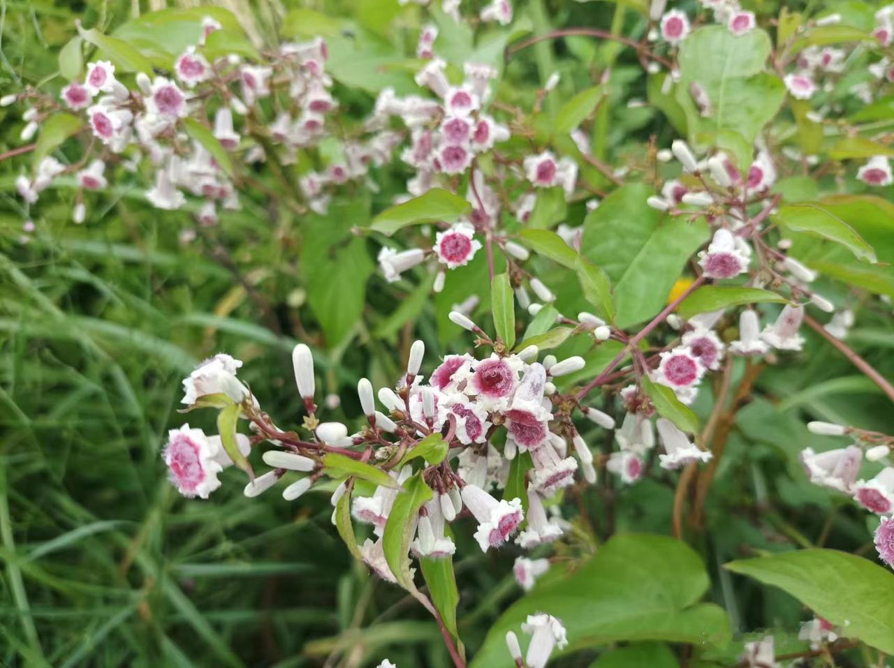 玉东今日植物科普——鸡屎藤

鸡屎藤（Paederia foetida L.），