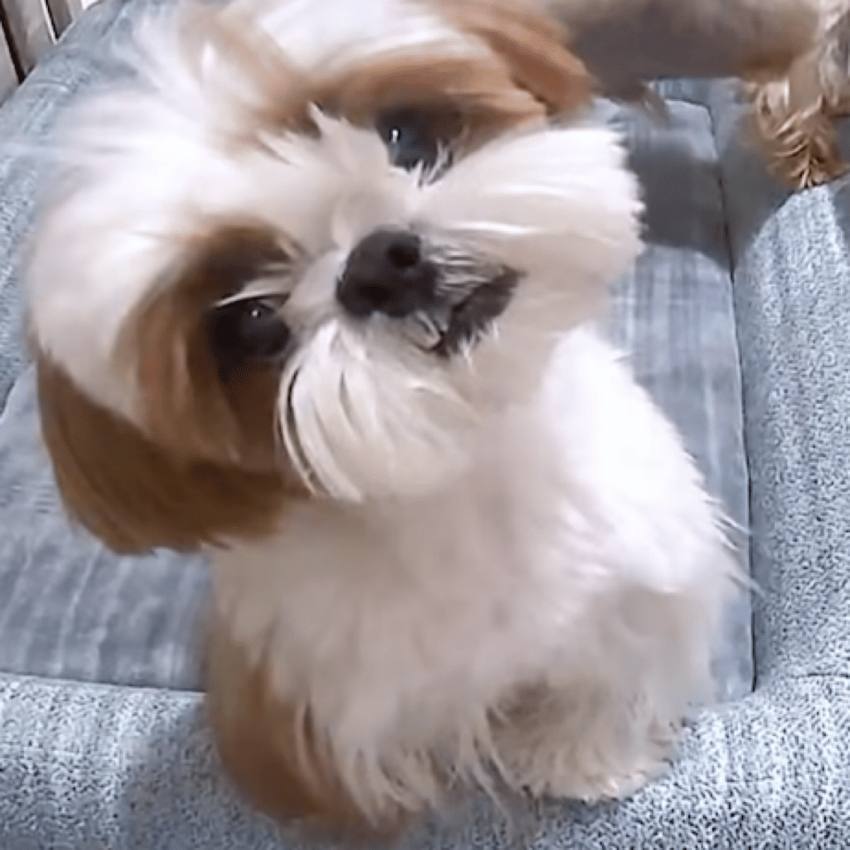 哈哈！小呆这歪头鲨原来是跟芭比学的啊！和芭比的一模一样啊！真是太可爱了！太萌了！