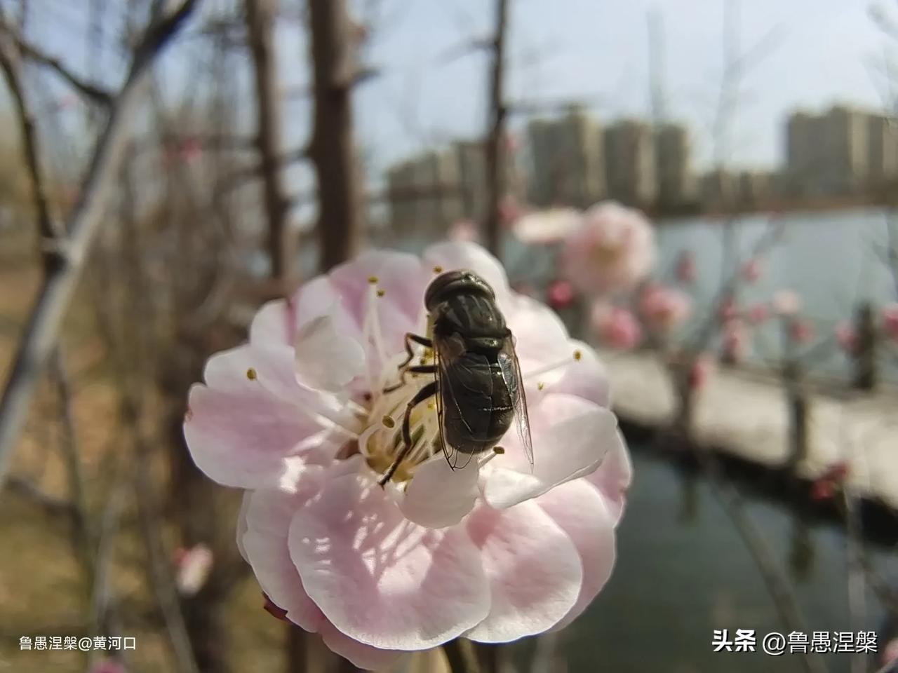 宫粉梅绽放，东营迷人的春天拉开了帷幕。
滨河北路（位于广利河北岸），从东二路到植
