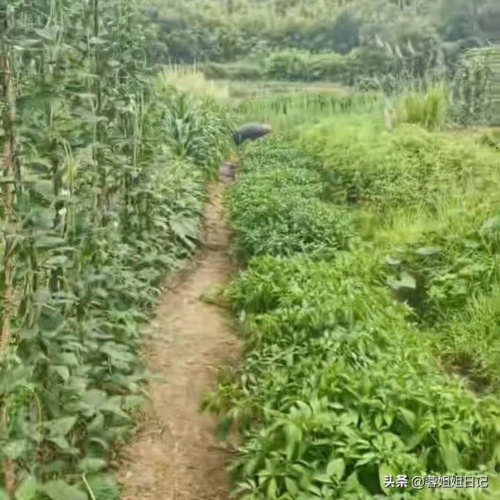 我的先生问我会种菜吗？不会。我连锄地都不会。
以前，我总是懒图方便图省事，喜欢在