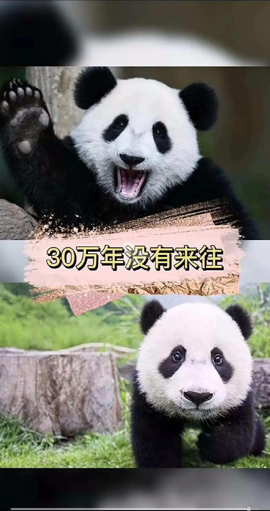 原来我国有两种大熊猫，一种像熊，一种像猫。

央视报道以前我一直以为大熊猫都是一
