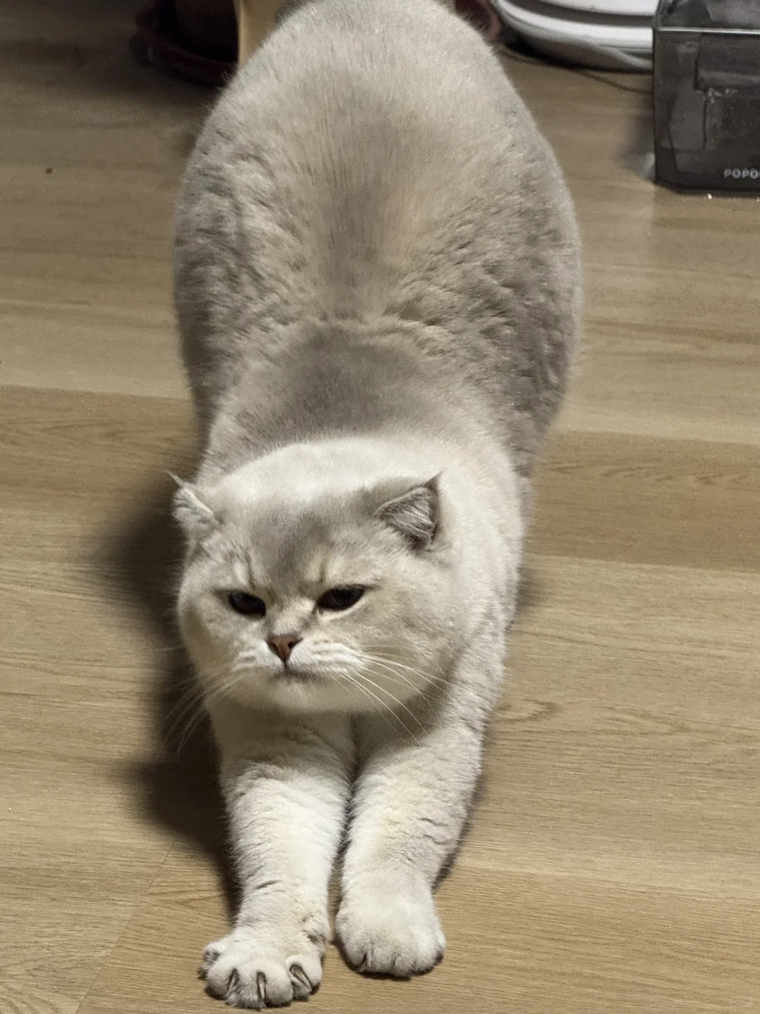 泥嚎，请问你是否见过小猪伸懒腰