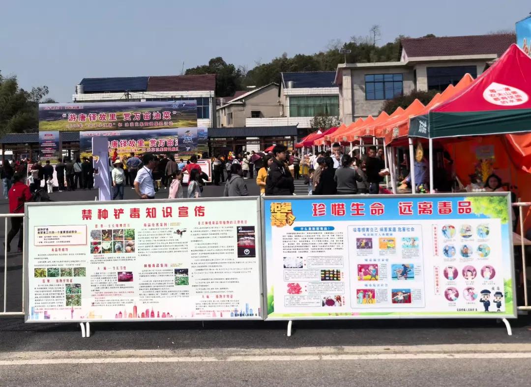 油菜花开春意盛 禁种铲毒保安宁