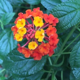 秀草侃侃美女