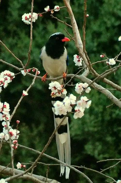 出句：鸟是南园常驻客（雪浪）