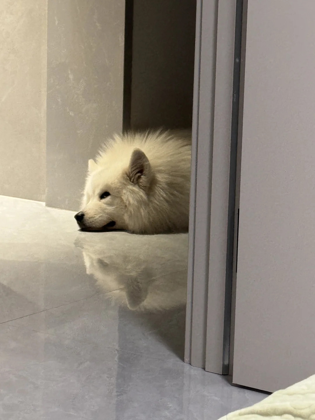 我可以看看你家的小白刺猬吗？