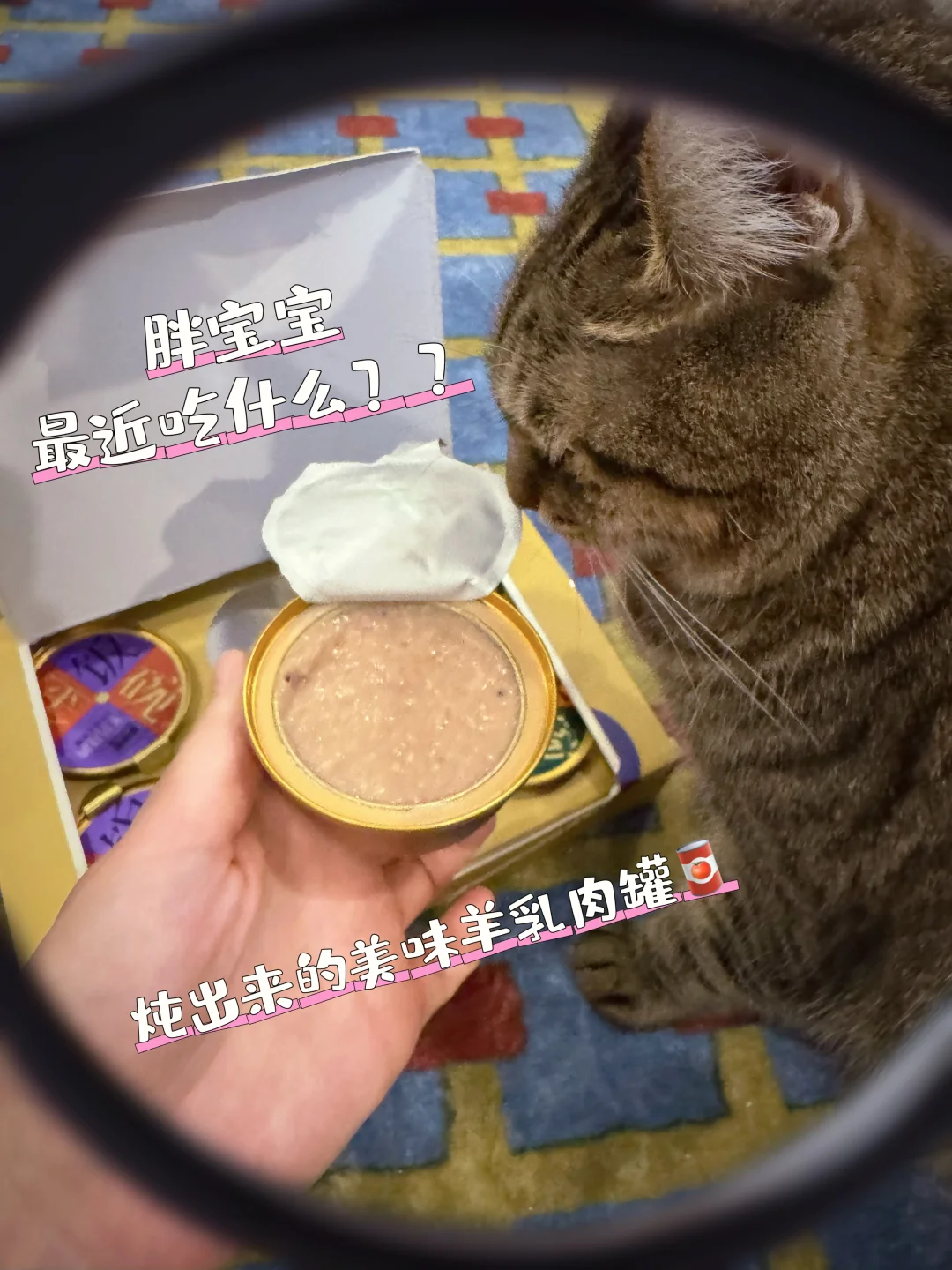 胖宝宝猫咪续命肉罐✅