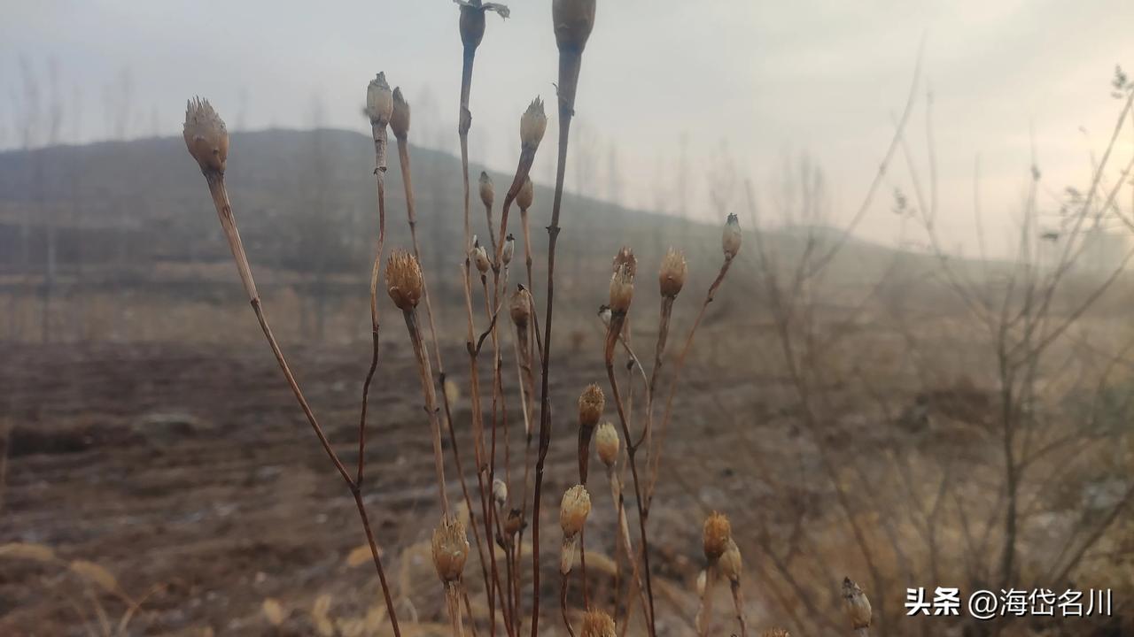 早安条友们，这里是鲁南山区的早晨，今天是农历正月十五元宵节，祝条友们节日快乐！事