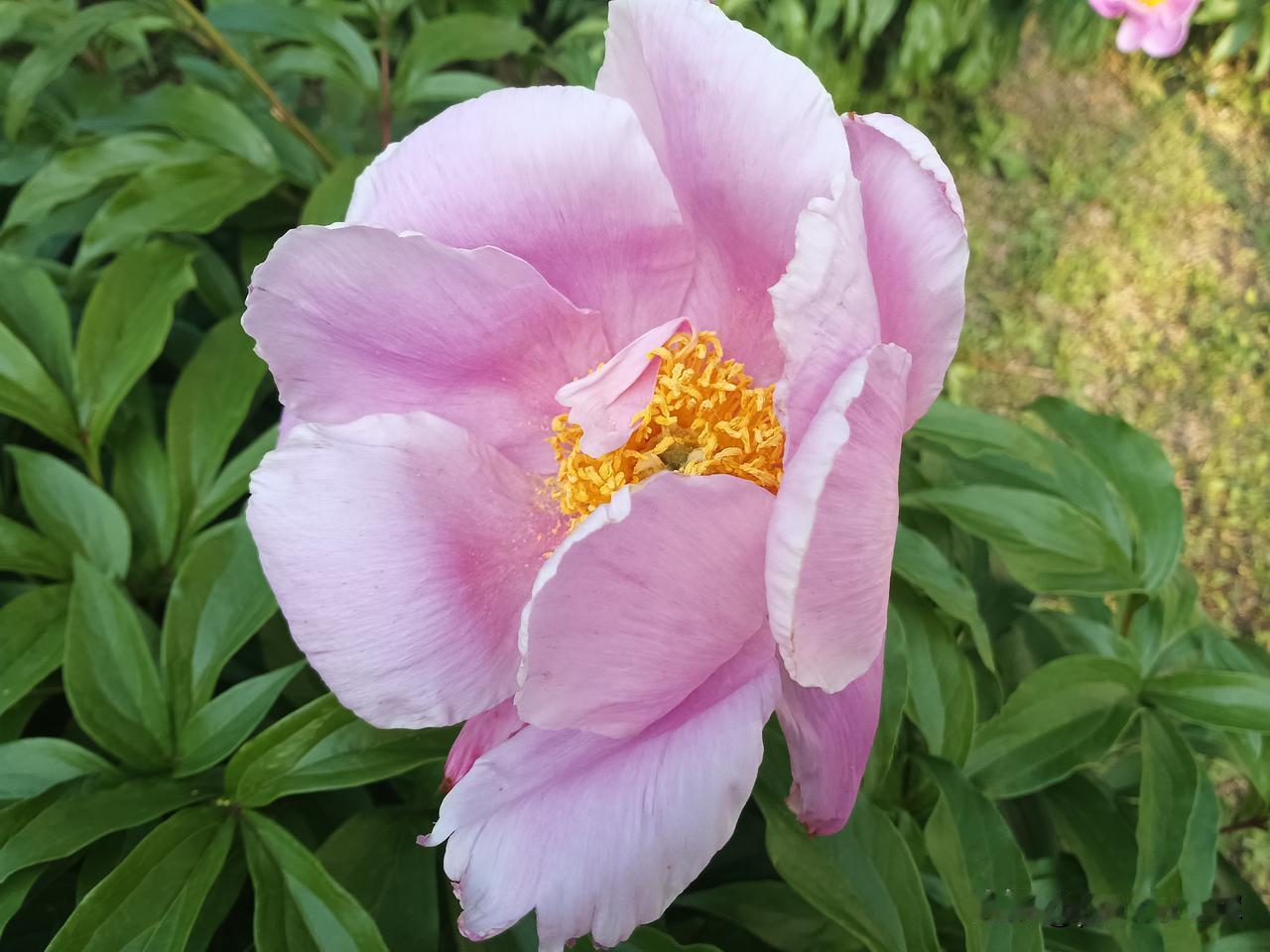 芍药花开
前几天去长春牡丹园，园里的芍药花只开一半，临近人民大街这边的芍药花还没