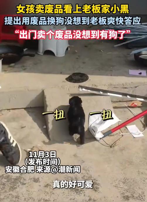 废品换萌宠！安徽合肥一小女孩用废品成功“交易”一只小黑狗，网友直呼“神操作”！1