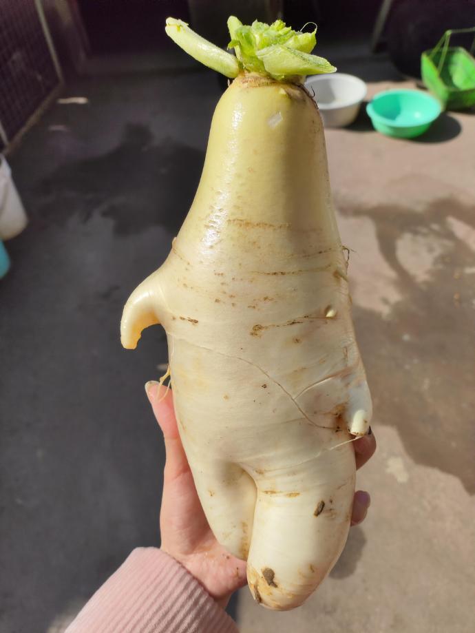 这个萝卜疑似胡巴本体现身 